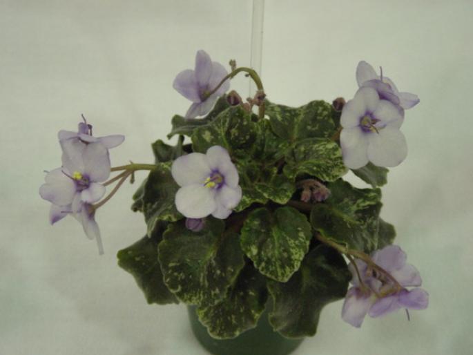 Smitten_Kitten_2005avsa - violete de pe net 1