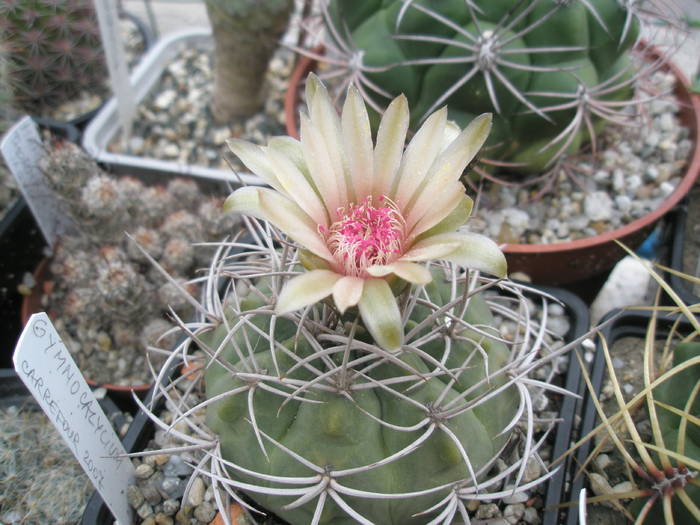 Gymnocalycium - 10.07