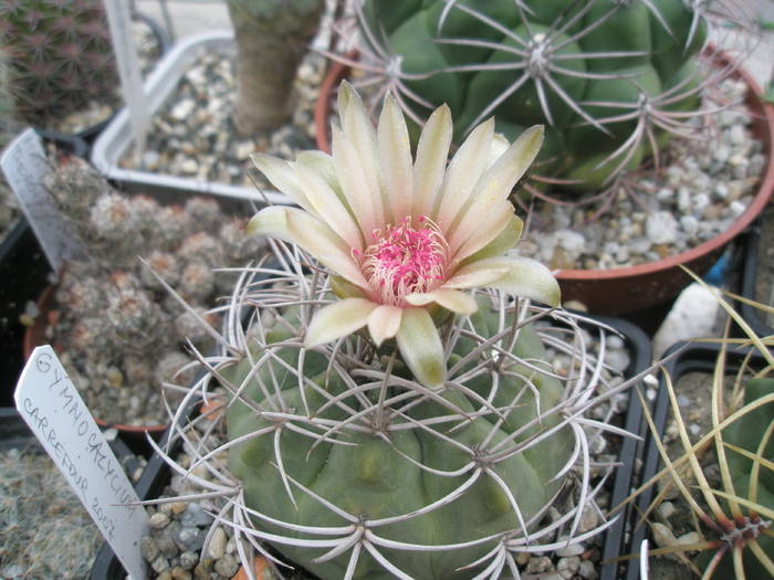 Gymnocalycium - 10.07 - Gymnocalycium