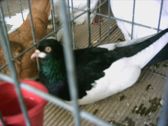 PICT0102 - Expo Brasov 2009