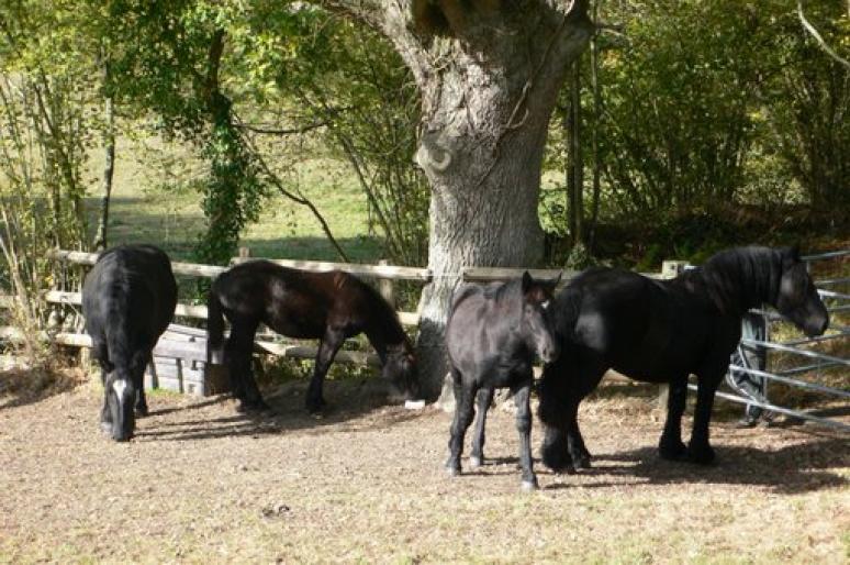 Negrele - CAI RASA PERCHERON