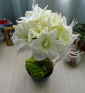 amarillis-alb - Flori