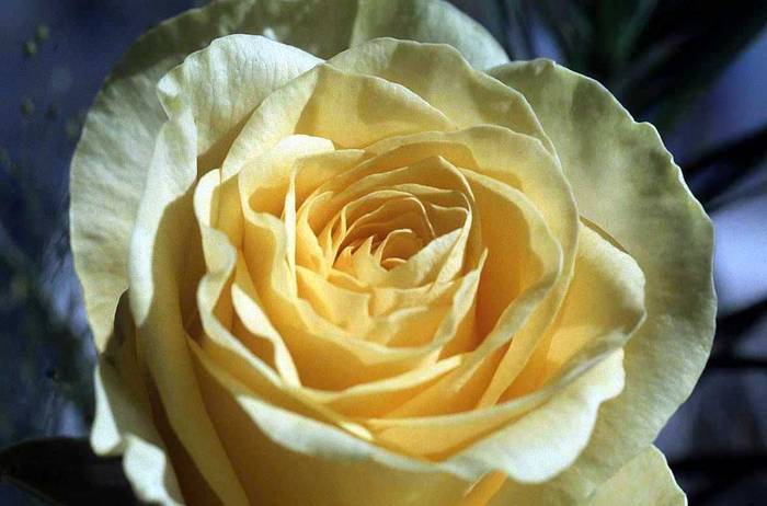 yellow-rose-7q1