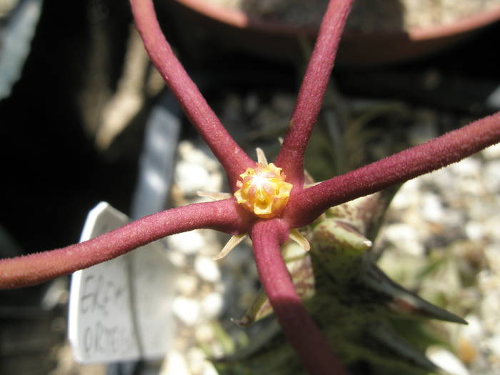 Caralluma eremiastrum - floare - Asclepidiacee 2009