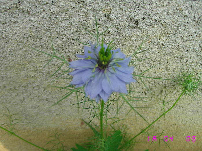Nigelia - Flori de gradina 2009