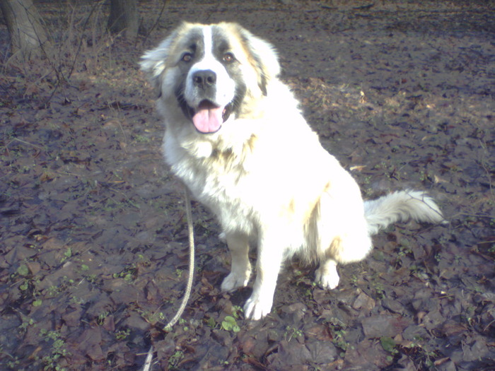 P01-06-07_11.03 - campioni ciobanesc romanesc