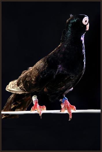 Picture 045 - jucatori de constanta