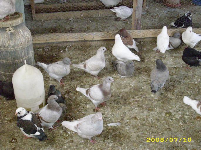 imagine de grup - porumbei voiajori americani si standard romanesc