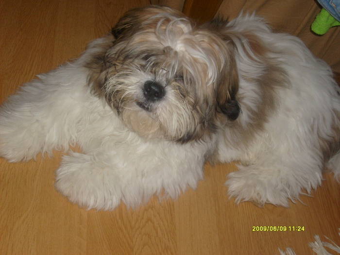 S6304418 - poze 2010 buzau