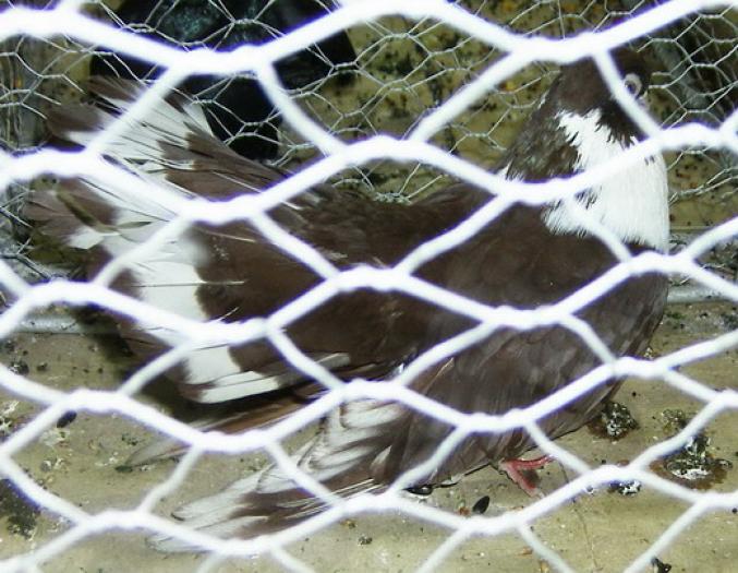 ribbontail effect(Castaniu de Craiova)