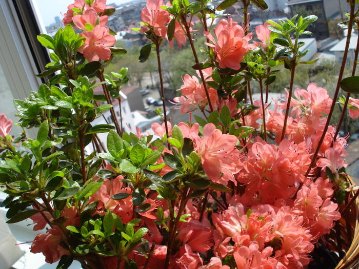 RHODODENDRON