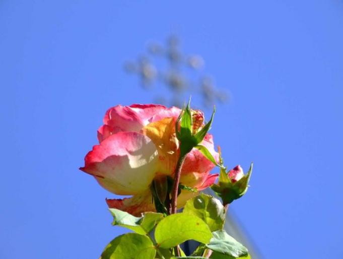 Rose_2