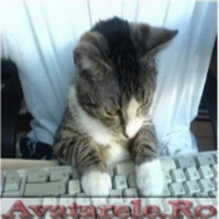 www_avatarele_ro__1214299077_327971 - Avatare
