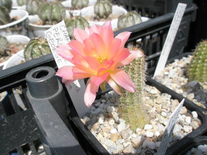 Perla di Verona - 03.08.2009 - Chamaelobivia