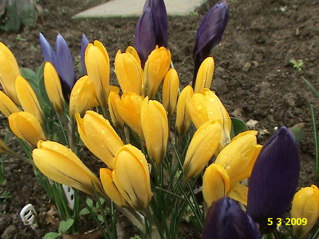 Crocus 5 mart 2009 (3)