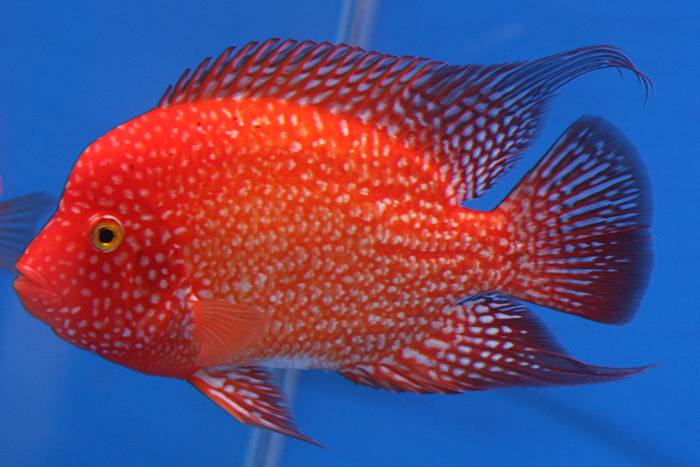 20070312161919!Red_Texas - African Cichlid