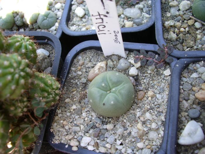 Lophophora fricii - Lophophora