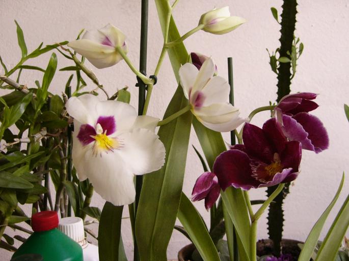 miltoniopssis - orchidee