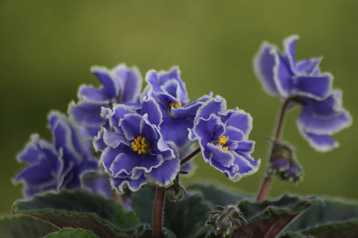 Caribean blue