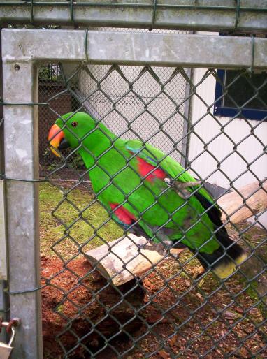 centrul papagali (139)