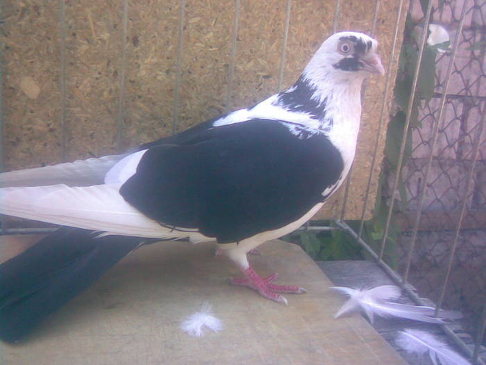 Data in Tg Mures - D- Porumbei JUCATORI DE GALATI VANDUTI Album 1