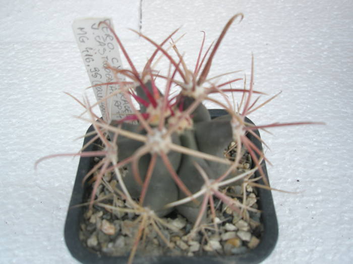 Ferocactus cylindraceus v. eastwoodae - Ferocactus