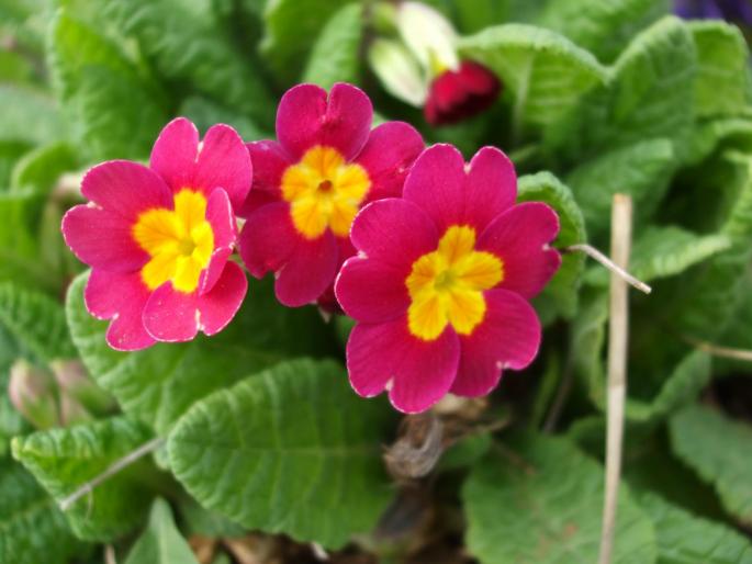 primula - gradina