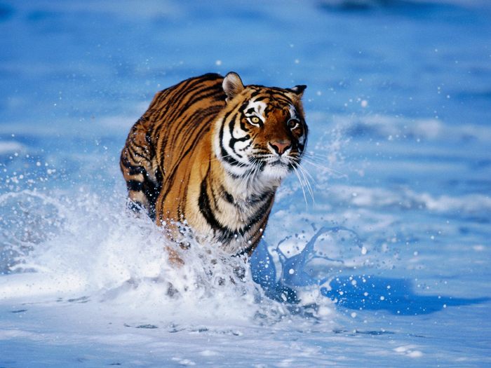 Tiger_15 - Desktop Tigers