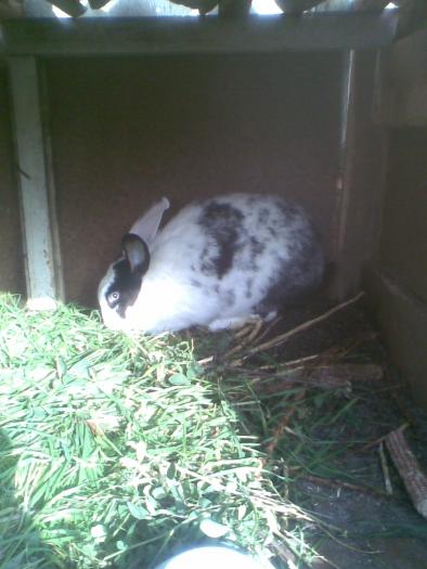 Image037 - alte animale