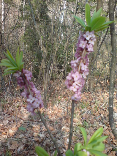 DSC00801 - Flori de camp