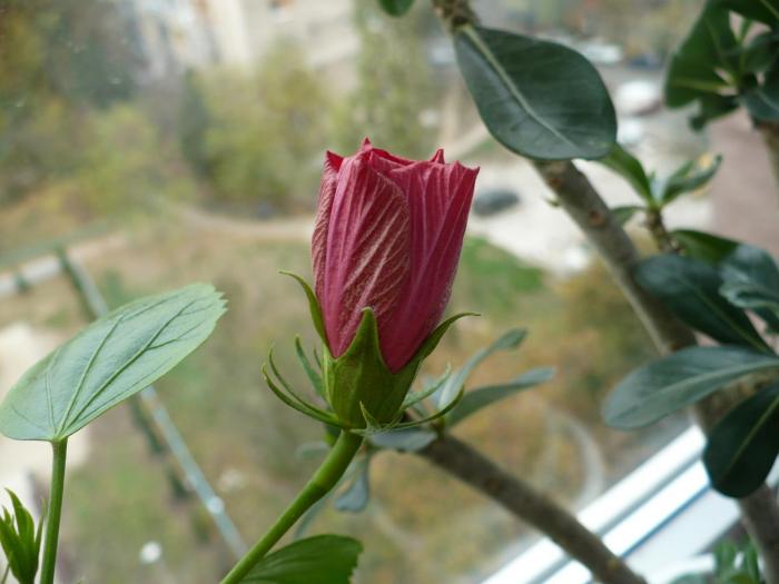 P1050563