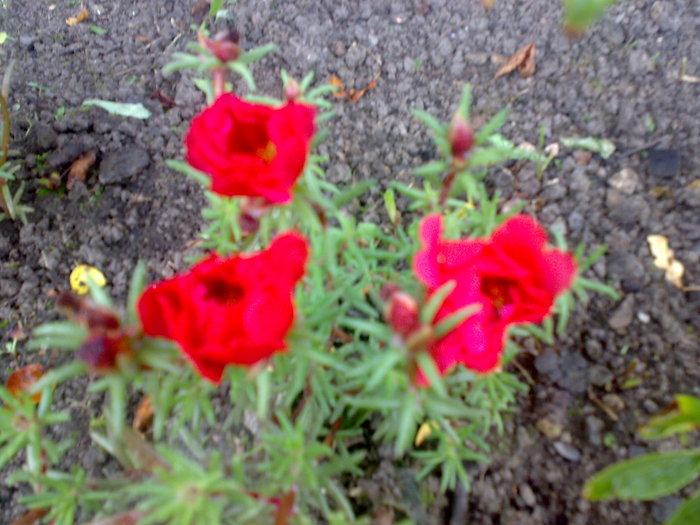 flori de piatra - Florile din gradina mea - 2009