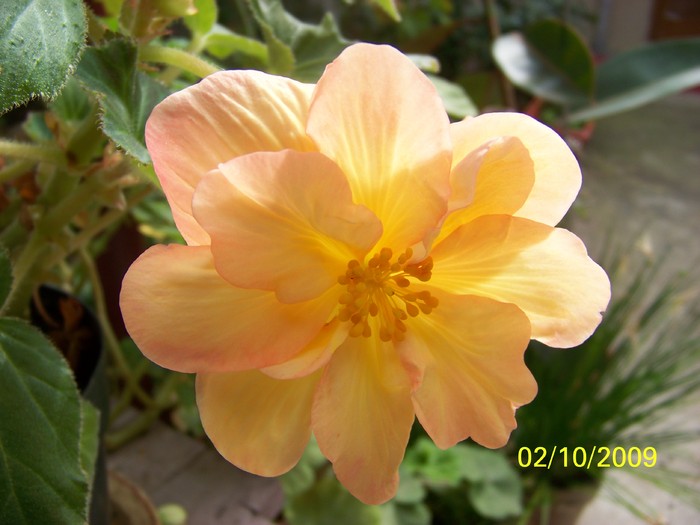 100_2450 - Toamna in curte  Timisoara