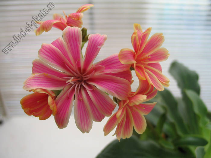 Lewisia roz_crem 1 - Lewisia