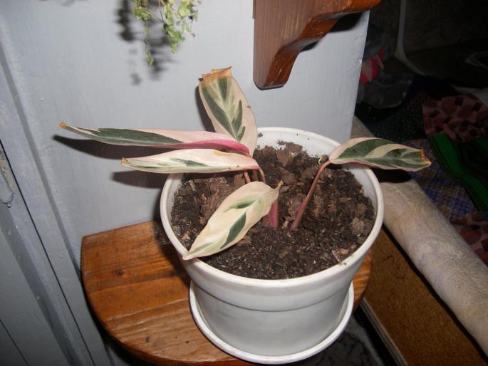 Flori 2008 