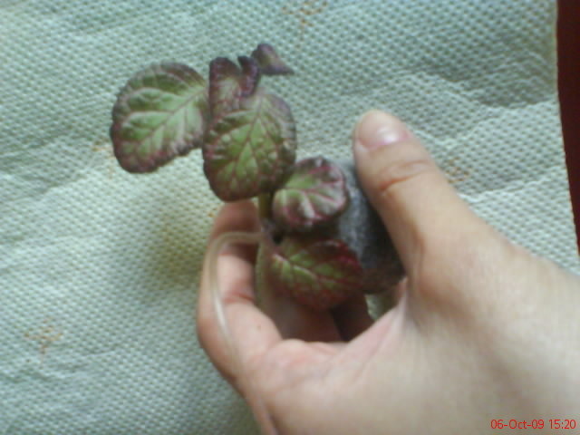 Episcia Sea Foam; Episcia Sea Foam
