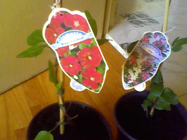 clematis rouge cardinal