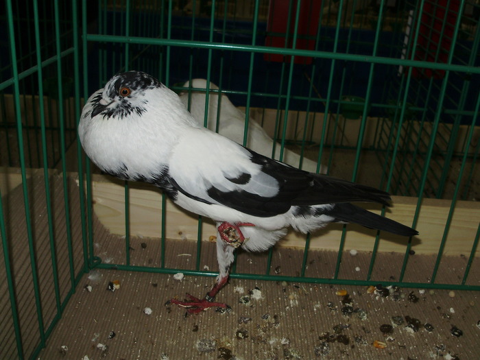 9252 brk 1 - 1507 partea 3b