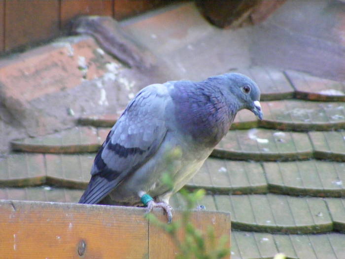 050 - Mai 2009