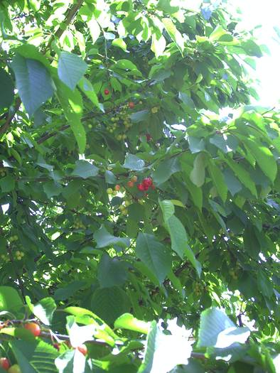 PICT0095 - GRADINA-2009