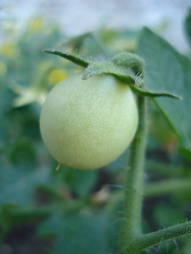 Tomato Gartenperle (2009, June 13)