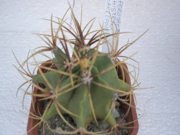 Ferocactus histrix