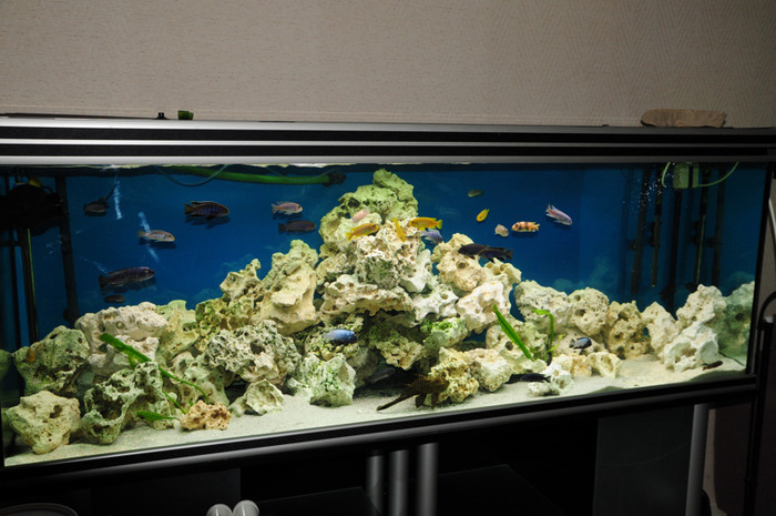 DILGKOZHURHLDEUOHCY - Pentru ciclide africane