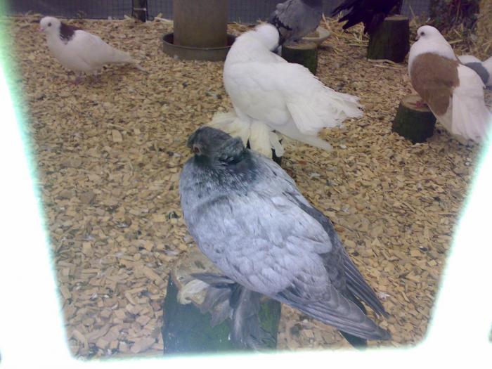 00000c voliera rus 4 - 1505 partea 9a