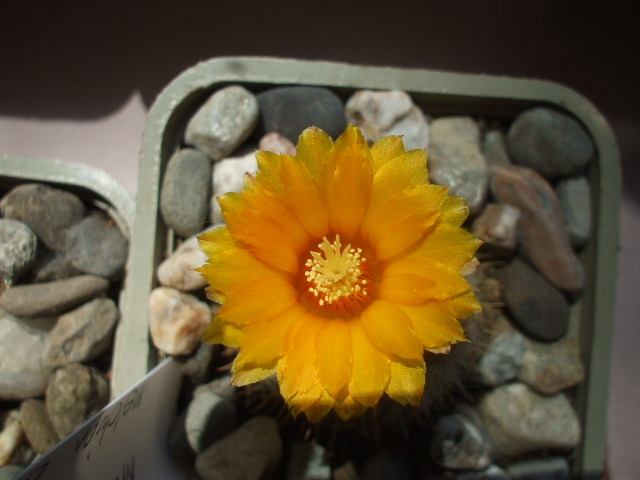 DSCF0474 - cactusii mei