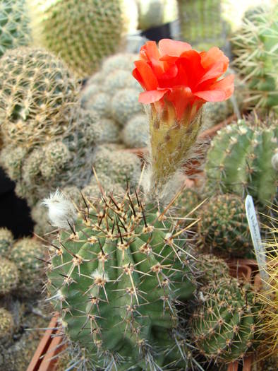 Lobivia sp.3 - Lobivia-Echinopsis