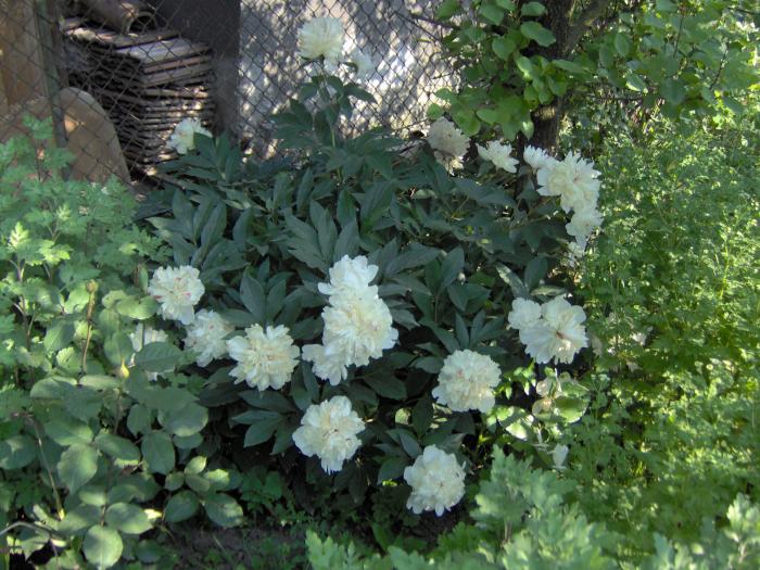 bujori albi - flori din gradina primavara 2008
