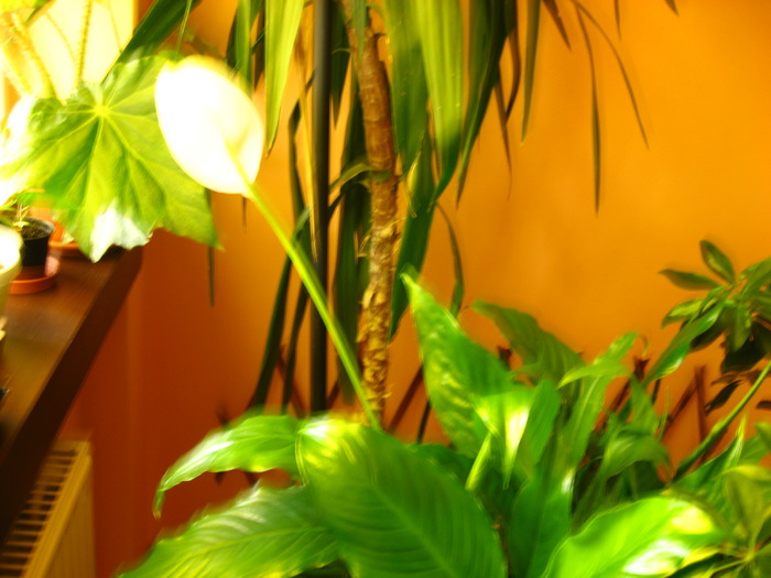 spathiphyllum