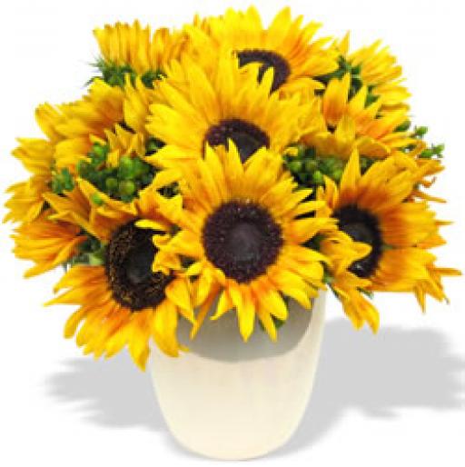 SunFlower02 - Flori - Flori
