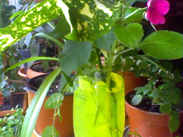 Picture 006 - crizanteme tufanele